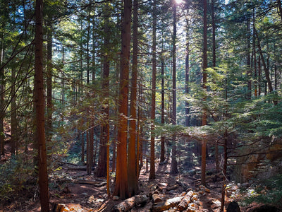 Charlie Easton: Mastering Acrylic Landscapes