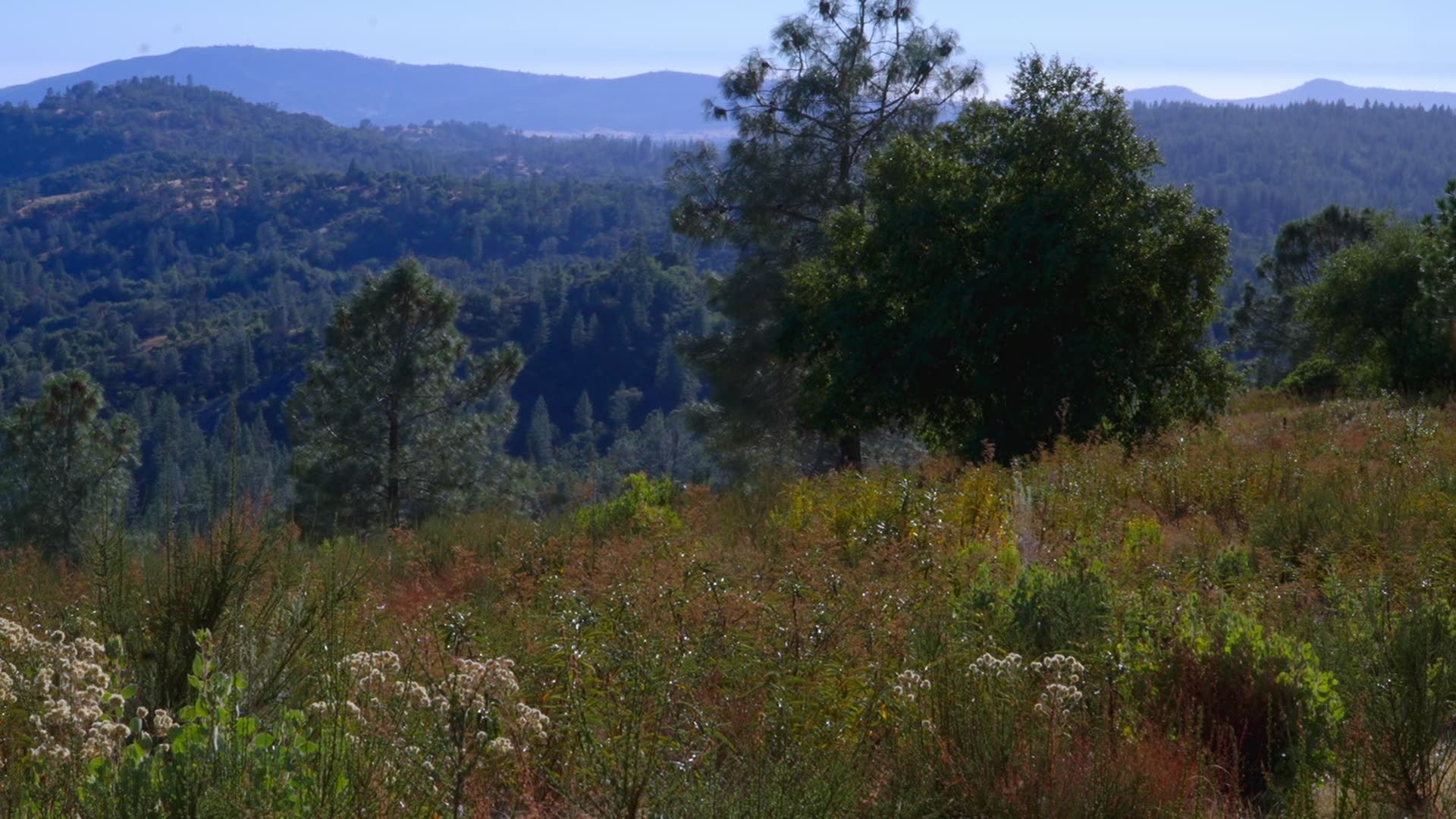 Kathleen Dunphy: Ultimate Collection - Plein Air to Studio