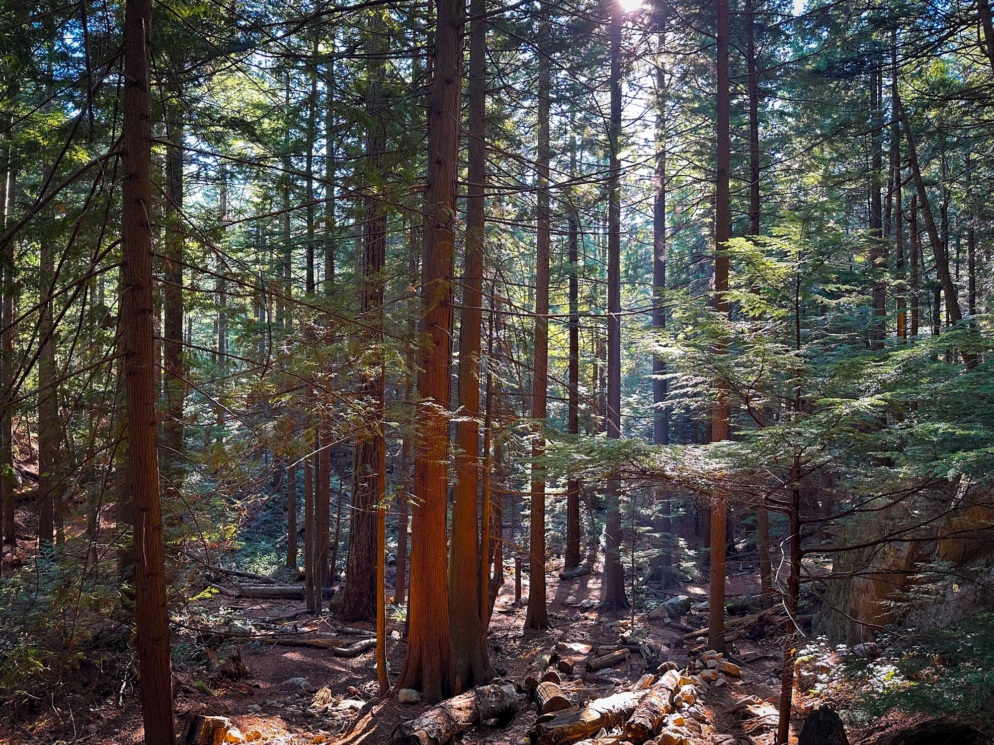 Charlie Easton: Mastering Acrylic Landscapes