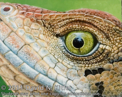 David N. Kitler: Painting Nature's Textures in Acrylic