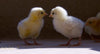 Cheri Christensen: Brushwork & Backlight