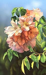 Susan Harrison-Tustain: Watercolor Workshops
