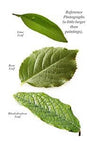 Susan Harrison-Tustain: Lifelike Leaves and Vibrant Greens